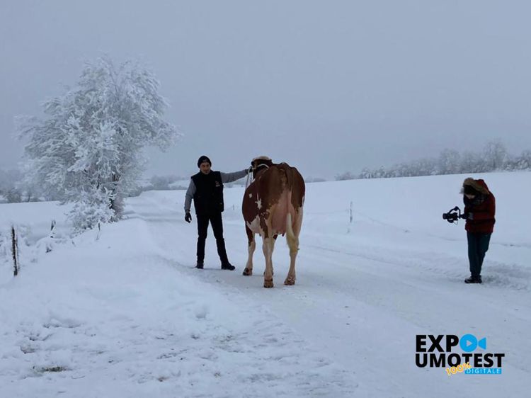Comme pour EvaJura, de la mi-décembre à  la mi-janvier, une équipe de techniciens Umotest est allée de fermes en fermes pour filmer les descendantes des taureaux à illustrer.